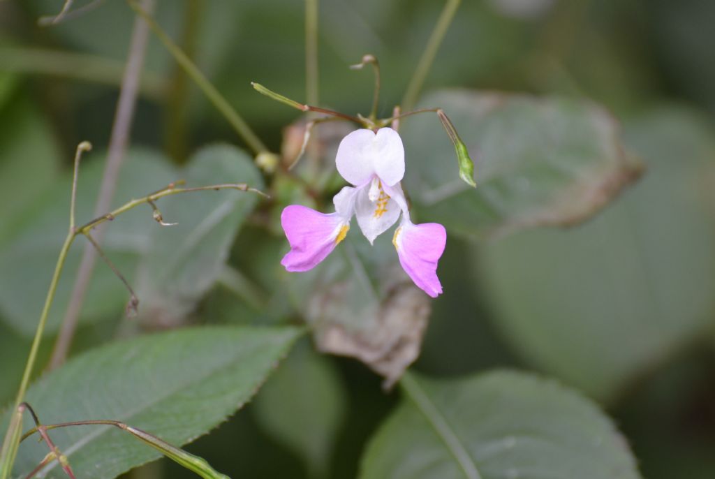 Impatiens balfourii